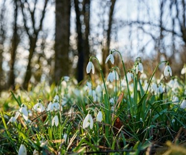 Wiosna przyszła szybciej, niż myślisz. Data, o której wielu zapomina
