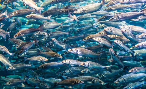 Wiosną ruszy akcja zarybiania Odry. Do wody trafi nawet milion ryb