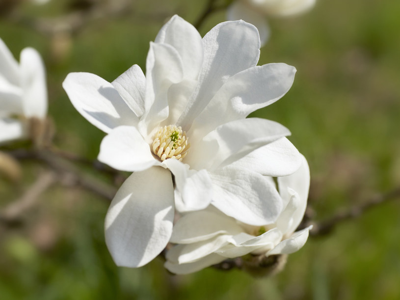 Wiosną setki magnolii przyprawiają o zawrót głowy &nbsp; /Jan W?odarczyk /Agencja FORUM
