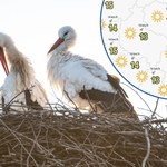 Wiosna się budzi. W czwartek wyraźnie to odczujemy