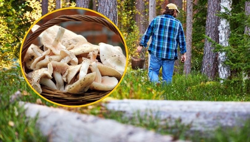 Wiosna to czas, gdy w polskich lasach pojawia się gęśnica wiosenna – grzyb, o którym wielu zapomniało /Shutterstock