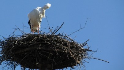 Wiosna tuż, tuż. Pierwszy bocian przyleciał do Koniewa