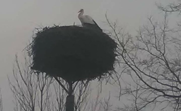 Wiosna tuż, tuż: Pierwszy bocian wrócił do Żywkowa!