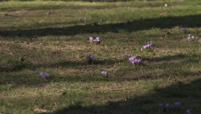 Wiosna tuż tuż. W Szczecinie zakwitły krokusy