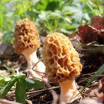 Wiosna w lesie: Te grzyby pojawiają się w marcu! Właściwości smardzów