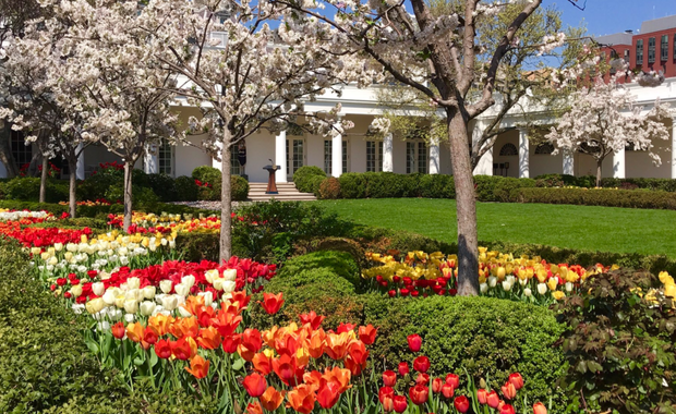 Wiosna w ogrodach Białego Domu