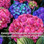Wiosna w ogrodzie. Najpiękniejsze krzewy są łatwe w uprawie
