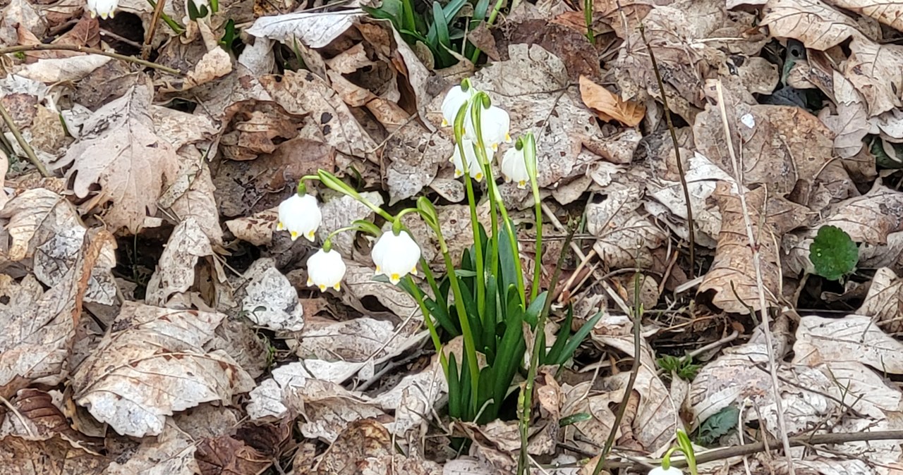 Wiosna w podpoznańskim Śnieżycowym Jarze