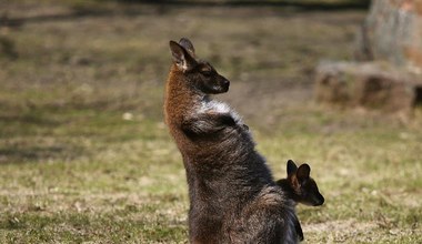 Wiosna w warszawskim zoo