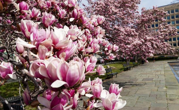 Wiosna w Waszyngtonie. Zakwitły magnolie 