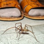 Wiosną wchodzą do domów. Uważaj, te pająki są jadowite