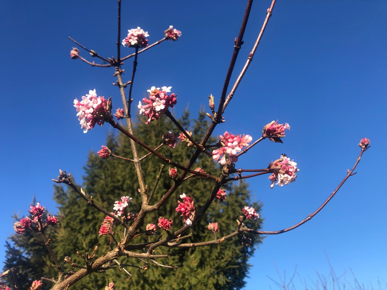Wiosna zimą w Polsce: Na drzewach widać pąki, z ziemi wychodzą tulipany i krokusy
