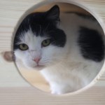 Wirtualna adopcja psa lub kota. Schronisko w Krakowie zaprasza i prosi o wsparcie