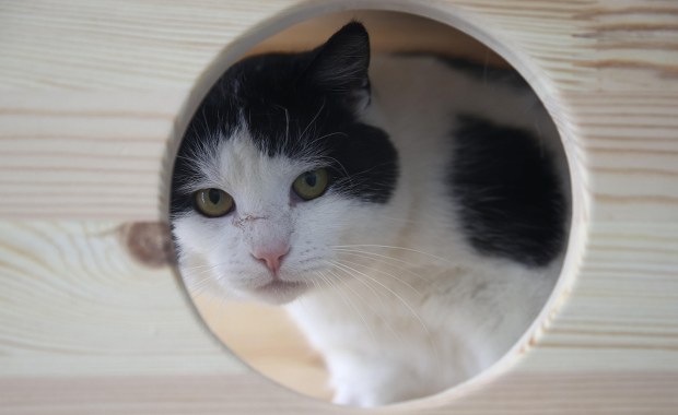 Wirtualna adopcja psa lub kota. Schronisko w Krakowie zaprasza i prosi o wsparcie