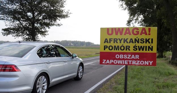 Wirus ASF w Polsce rozprzestrzenia się... Fot. Piotr Mecik /Agencja SE/East News