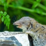 ​Wirus Borna znowu zaatakował. Jak dotąd z 40 zakażonych przeżyła jedna osoba