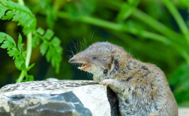 ​Wirus Borna znowu zaatakował. Jak dotąd z 40 zakażonych przeżyła jedna osoba