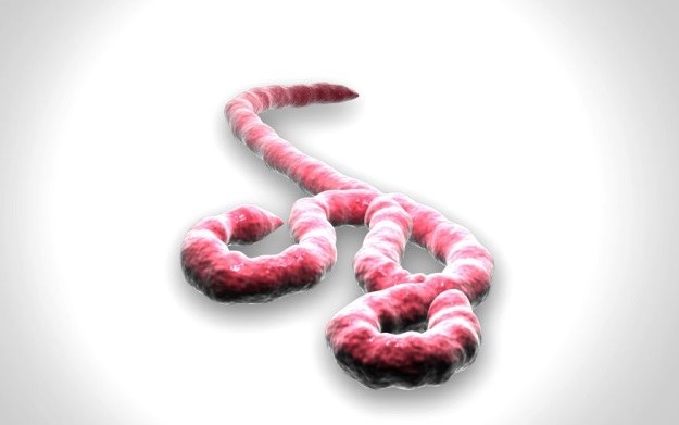 Wirus Ebola zabija aż 90 proc. zarażonych /123RF/PICSEL