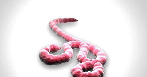 Wirus Ebola zabija aż 90 proc. zarażonych /123RF/PICSEL