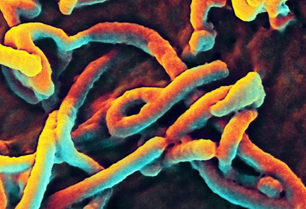 Wirus ebola zagraża kolejnym krajom afrykańskim /NIAID / HANDOUT  /PAP/EPA