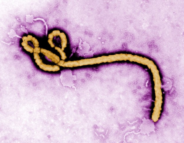 Wirus Ebola / 	FREDERICK A. MURPY / CDC HANDOUT    /PAP/EPA