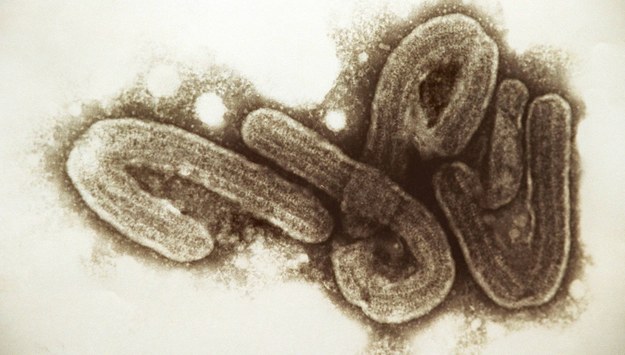 Wirus ebola /PAP/EPA