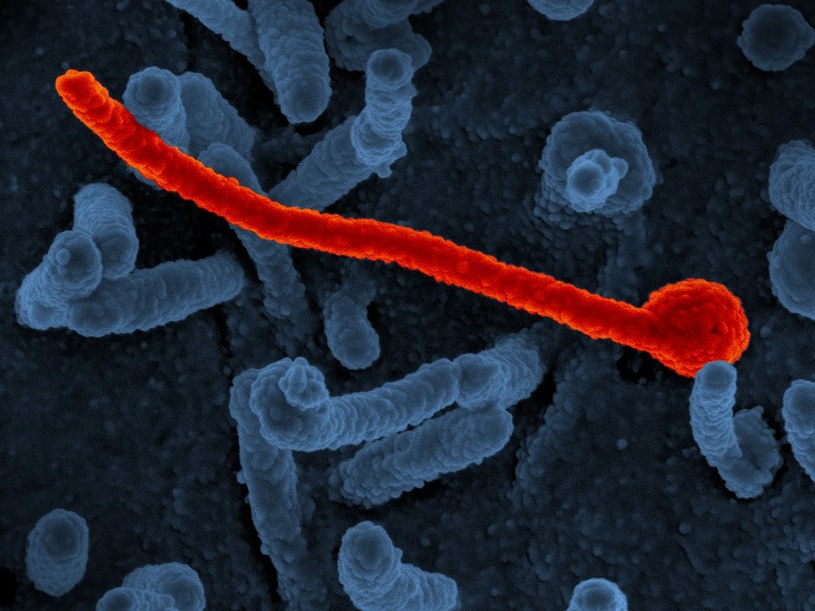 Wirus Ebola /materiały prasowe