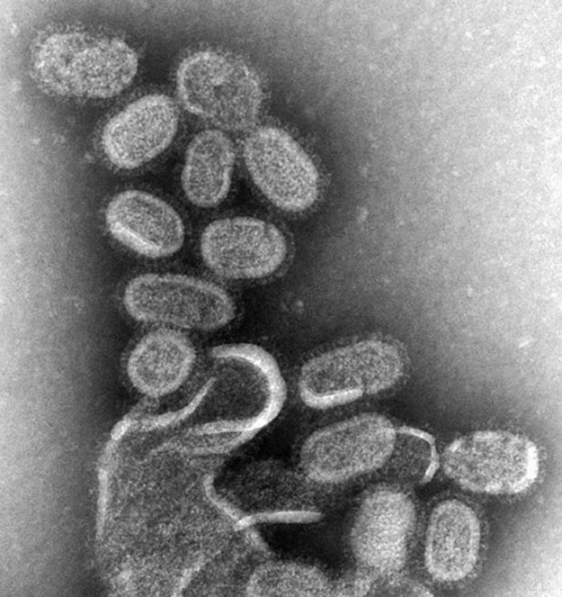 Wirus grypy / inf. prasowa /&nbsp