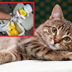 Wirus H5N1 u kotów. Czy może przejść na ludzi?