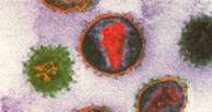 Wirus HIV /Encyklopedia Internautica