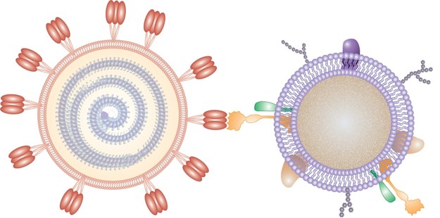 Wirus i nanogąbka /Nano Letters 2020, DOI: 10.1021/acs.nanolett.0c02278 /Materiały prasowe