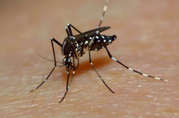 Wirus jest przenoszony na ludzi głównie przez komary tropikalne i subtropikalne /	H. Schmidbauer /PAP/DPA