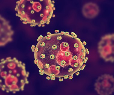 Wirus Lassa pojawił się w Europie. Co trzeba o nim wiedzieć? 