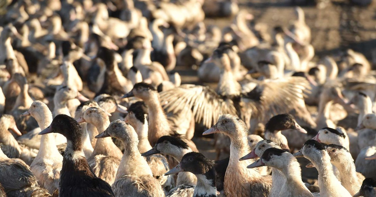 Wirus ptasiej grypy typu H5N8, rozprzestrzeniający się obecnie w Europie /AFP