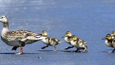 Wirus ptasiej grypy zabił 2 tys. kaczek