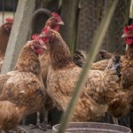 Wirus uderza w polskie ptaki z niespotykaną siłą. Oto główny powód