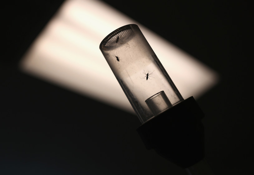 Wirus Zika jest przenoszony przez komary /AFP