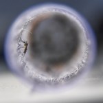 Wirus Zika lekiem na raka mózgu?