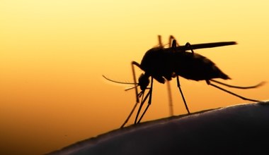 Wirus znad Nilu we Włoszech. Przybywa zarażeń, choroba dotarła do Rzymu