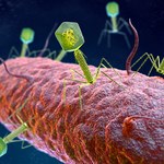 Wirusy pokonały odporne na antybiotyki bakterie. Po raz pierwszy był to pojedynczy szczep