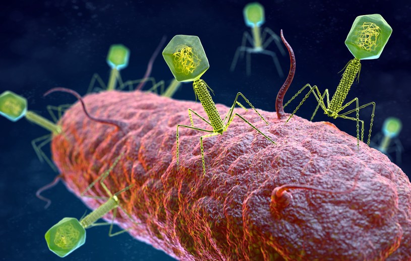 Wirusy zwane bakteriofagami atakują niektóre bakterie. Mogą pomóc w walce z zakażeniami, gdy antybiotyki nie działają /123RF/PICSEL /123RF/PICSEL