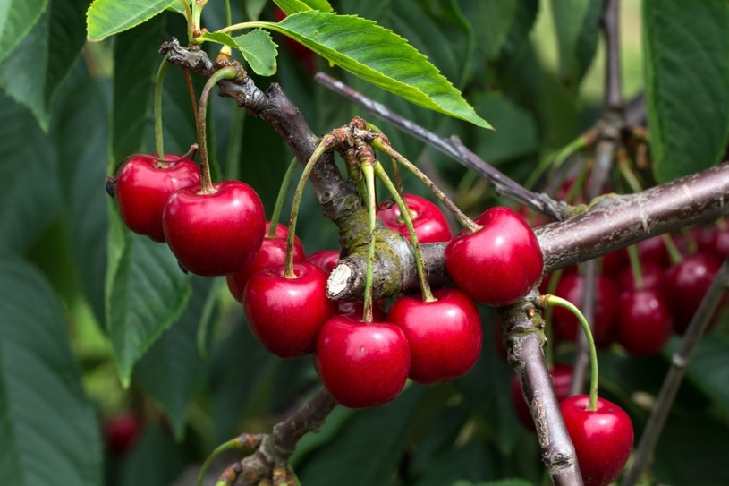 Wiśnie należą do ulubionych letnich owoców Polaków. Są nie tylko smaczne! /123RF/PICSEL