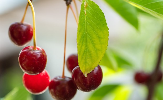 Wiśnie pod lupą RMF24. Ten przepis Cię zaskoczy!