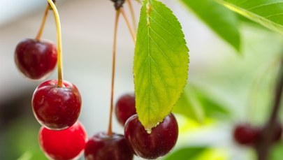 Wiśnie pod lupą RMF24. Ten przepis Cię zaskoczy!