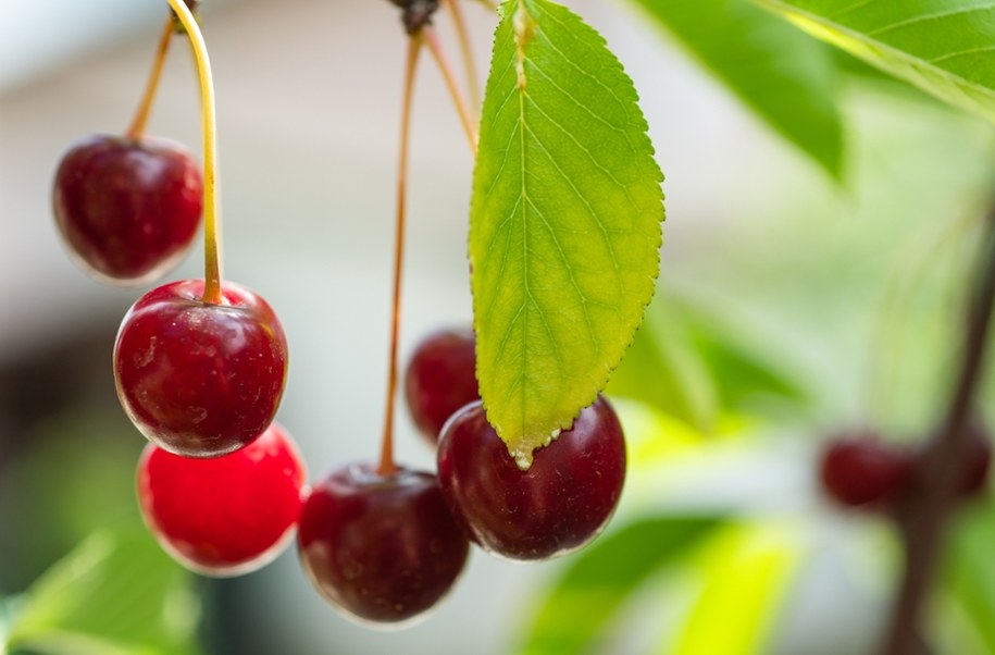 Wiśnie w wydaniu, jakiego nie znacie /Shutterstock