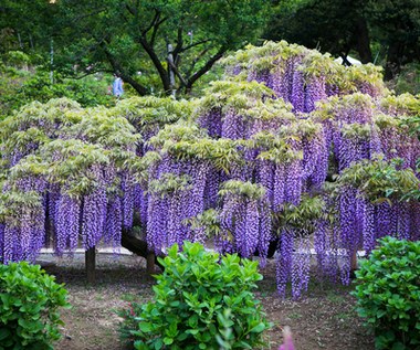 Wisteria (glicynia): Uprawa i pielęgnacja