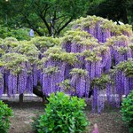 Wisteria. Piękna w ogrodzie, trująca dla ludzi i zwierząt