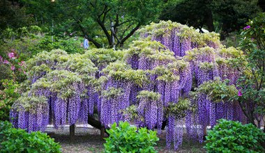 Wisteria. Piękna w ogrodzie, trująca dla ludzi i zwierząt