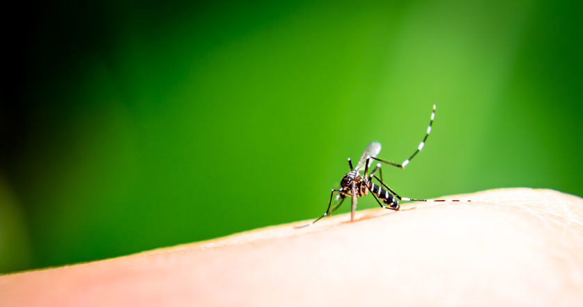 Witamina A sprzymierzeńcem w walce z malarią /123RF/PICSEL