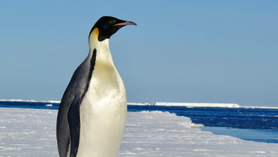 Witamy cię, pingwinie. Nietypowy przybysz na australijskiej plaży